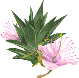 Detailed Illustrated Caper Bush Flowers